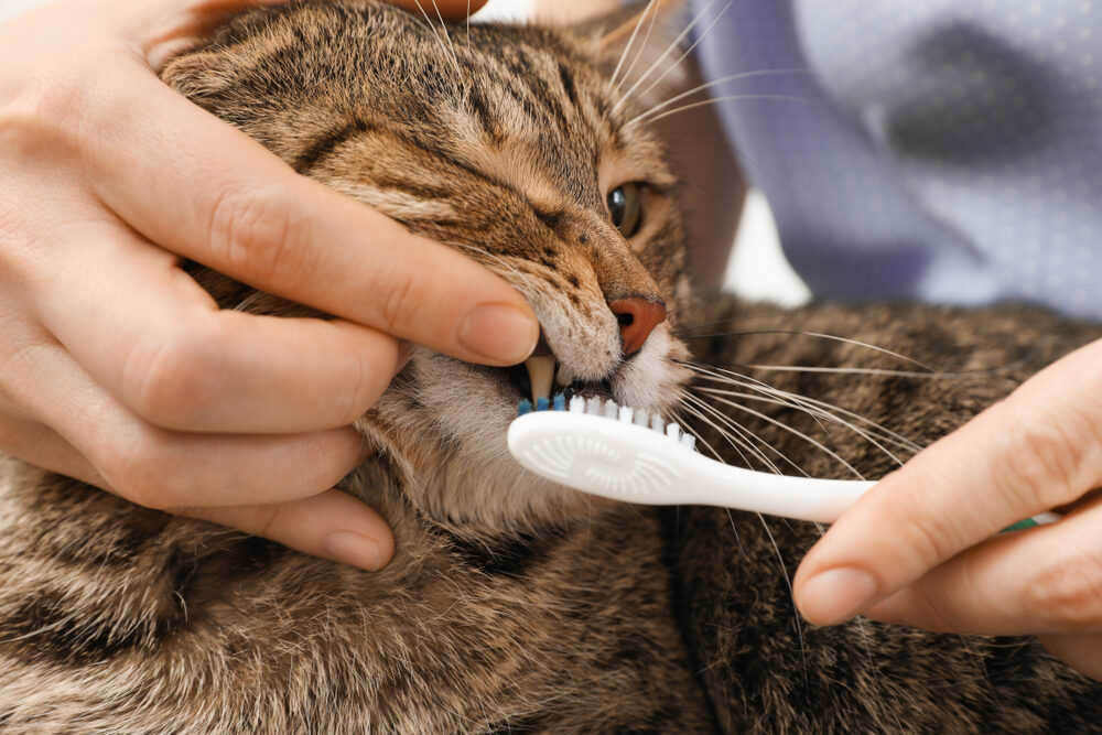 What Causes Dental Disease Cats